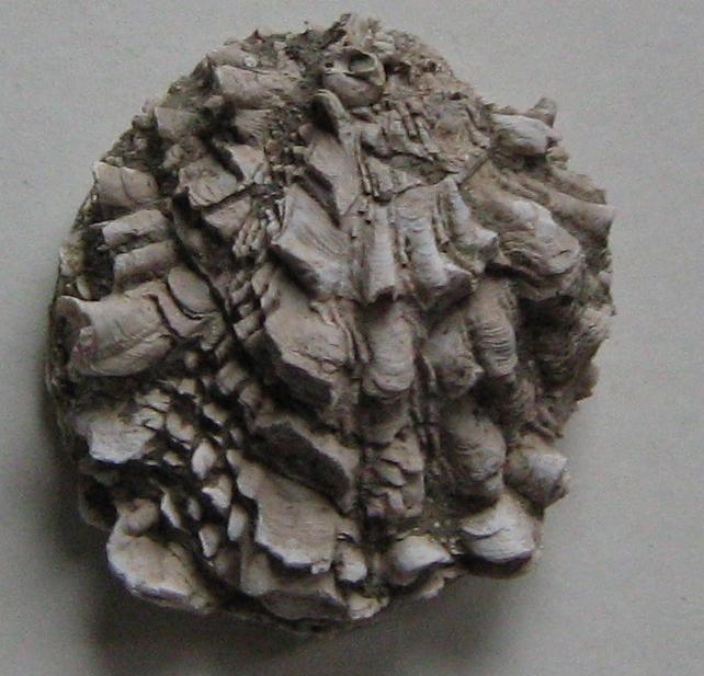 Chama placentina (Defrance, 1817) - Pliocene Toscana